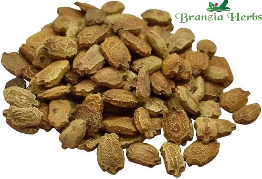 Karela Seeds – Bitter Gourd – Momordica Charantia - Branzia Herbs