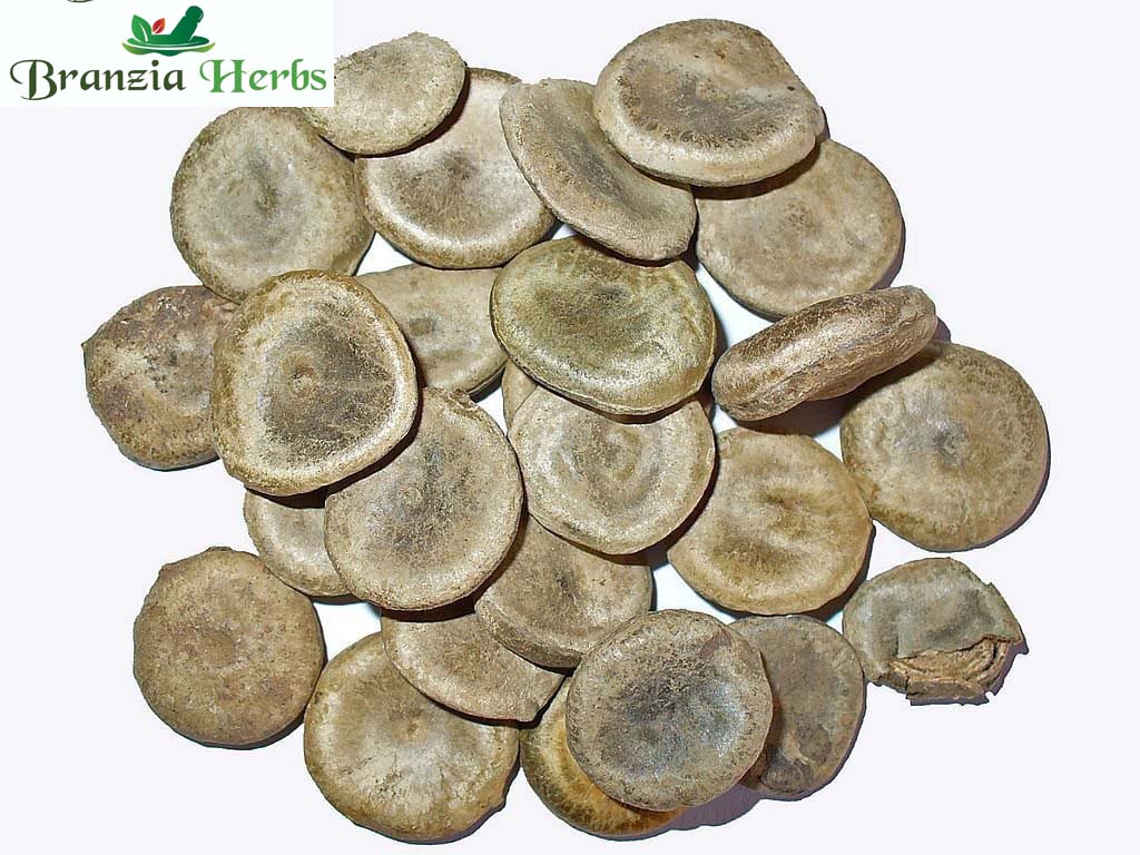 KUCHLA BEEJ – NUX VOMICA SEEDS - Branzia Herbs