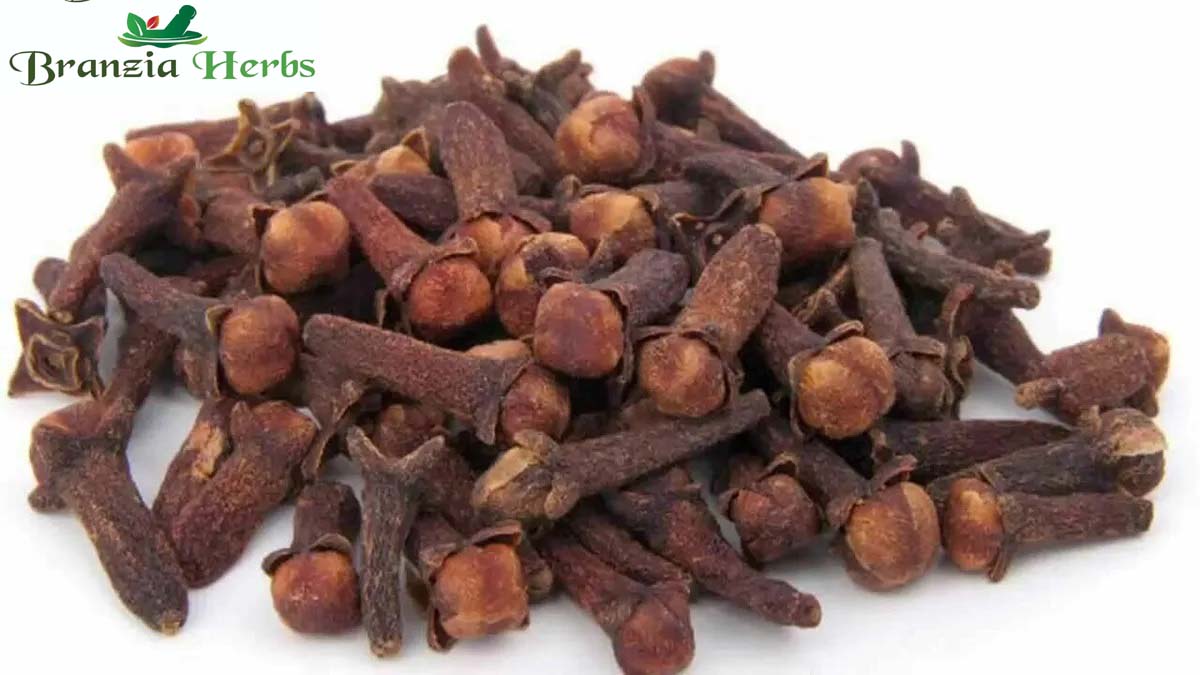Indian Clove Whole / Lawang / Raw Clove / Syzygium Aromaticum - Branzia Herbs