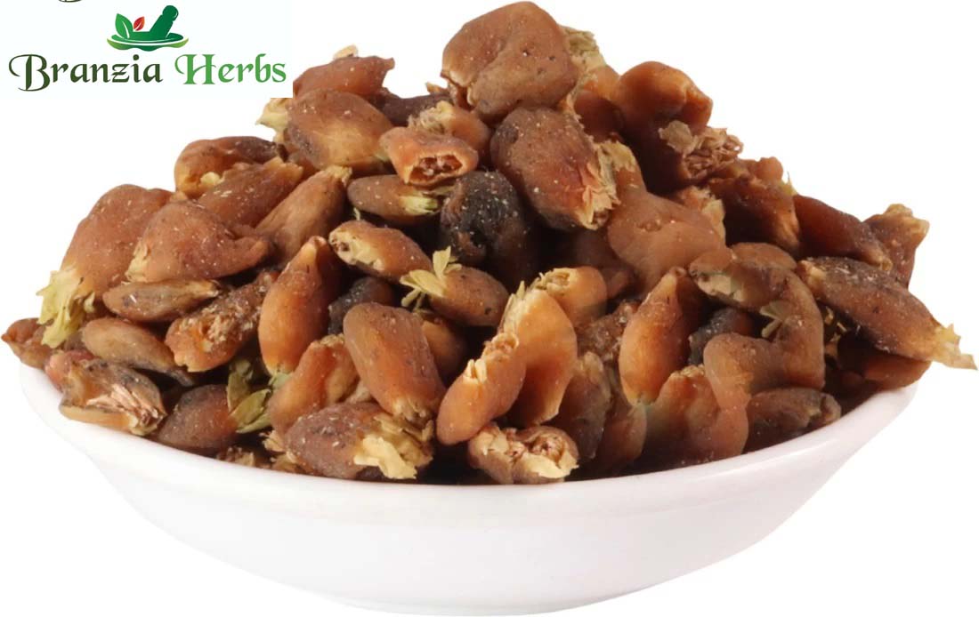 Mahua(Mahuya) –  Pongamia – Madhuca Indica - Branzia Herbs