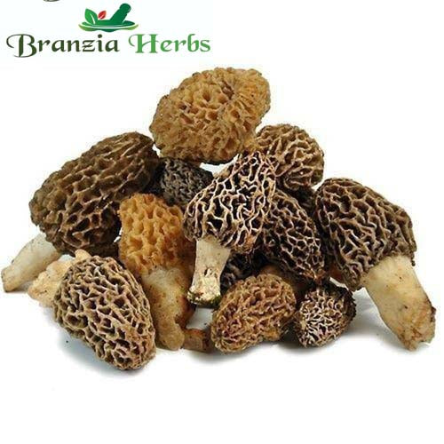 Gucci Mushroom - Morel Mushrooms - Branzia Herbs