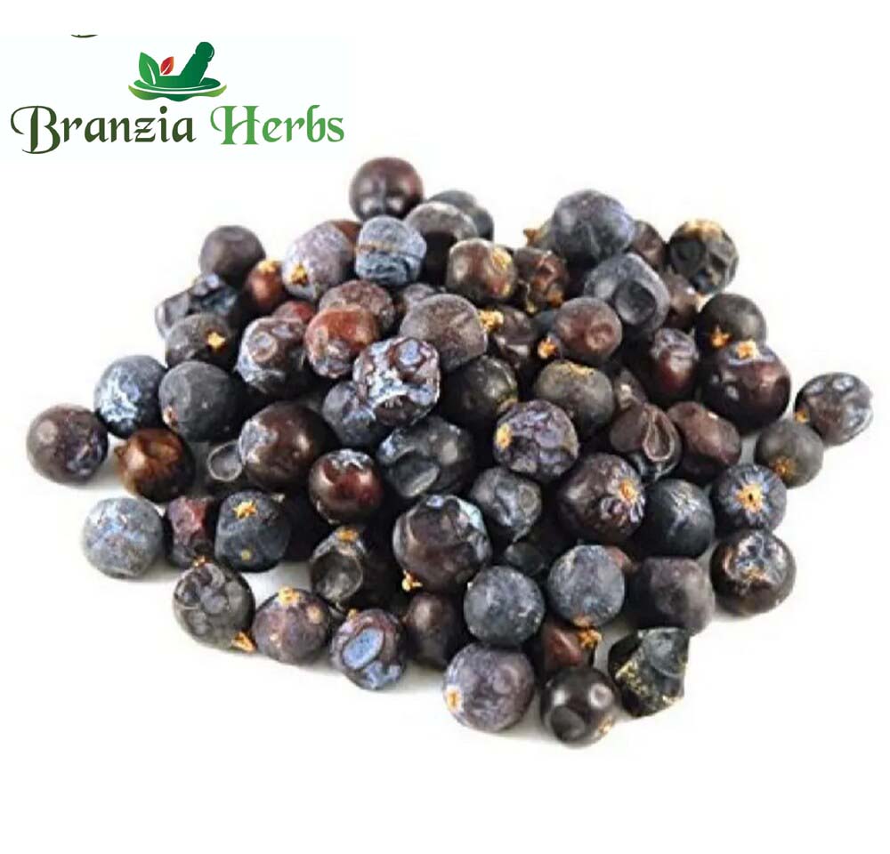 Hauber – Juniperus Communis Linn – Juniper Berry - Branzia Herbs