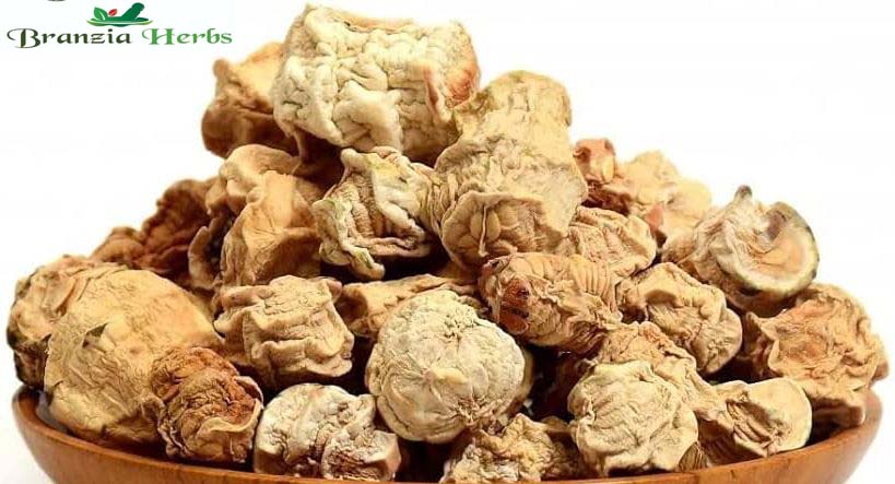 Kachri Gol Curcuma Zedoaria - Branzia Herbs