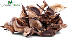 Kapas Doda - Kapis - Cotton Plant - Branzia Herbs