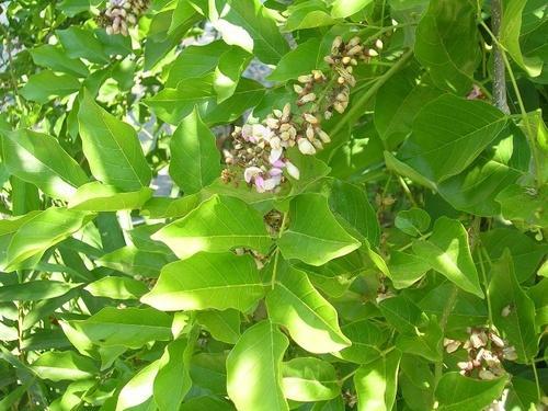 syed garden pongamia pinnata pungan seeds, tree seed Seed  (50 per packet) - Branzia Herbs