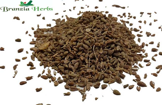 Aniseeds Wholesale - Branzia Herbs