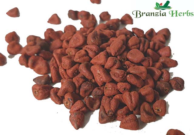 Annatto Seeds Wholesale - Branzia Herbs