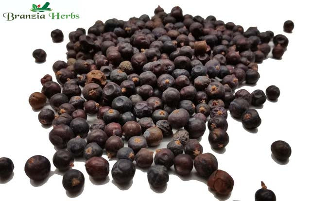 Juniper Berries Wholesale - Branzia Herbs