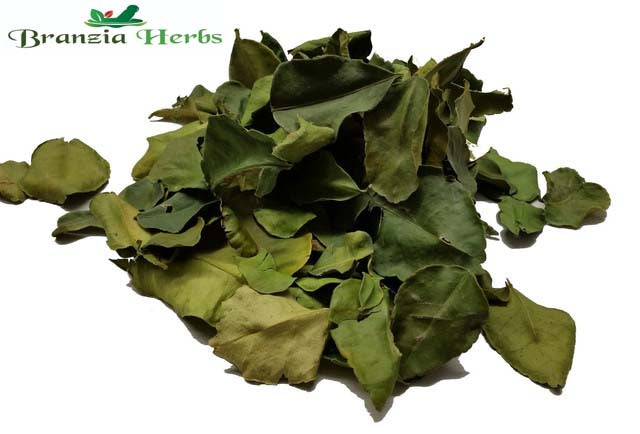 Kaffir Lime Leaves Wholesale - Branzia Herbs