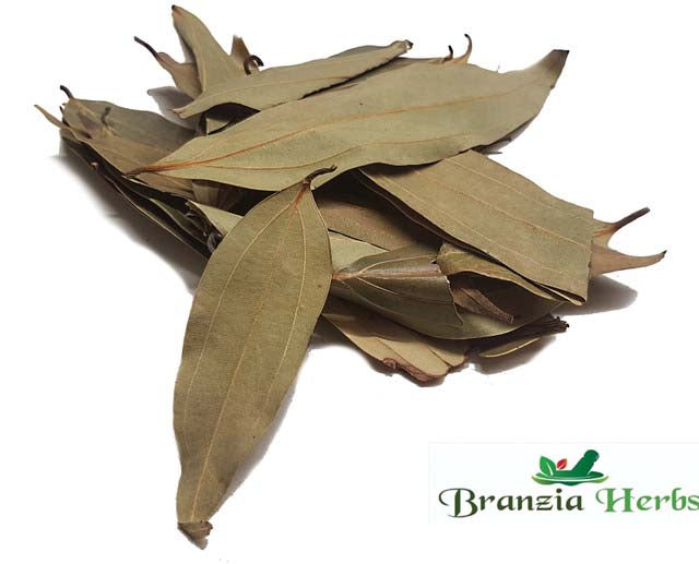 Malabathrum Leaves - Indian Bay Wholesale - Branzia Herbs