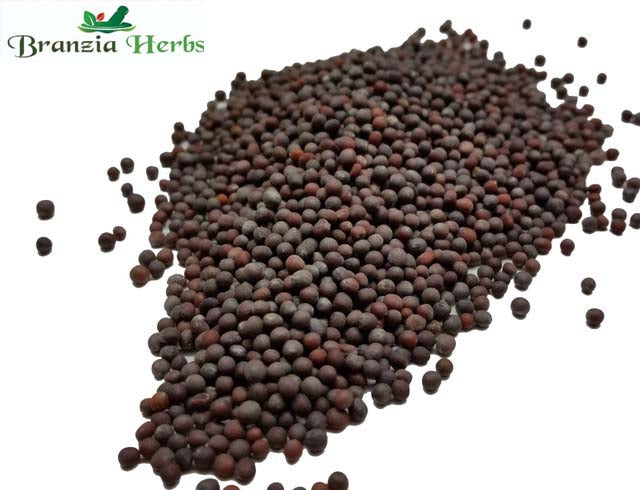 Mustard Seeds Black/Brown Wholesale - Branzia Herbs