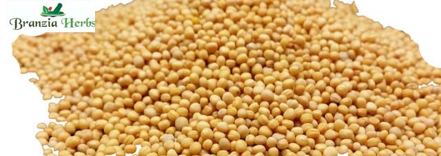 Mustard Seeds Yellow Wholesale - Branzia Herbs