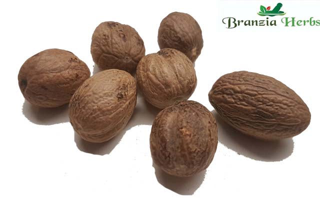 Nutmegs x 1 Wholesale - Branzia Herbs