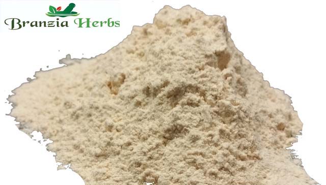 Onion Powder Wholesale - Branzia Herbs