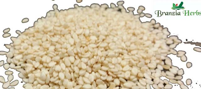 Sesame Seeds White Wholesale - Branzia Herbs