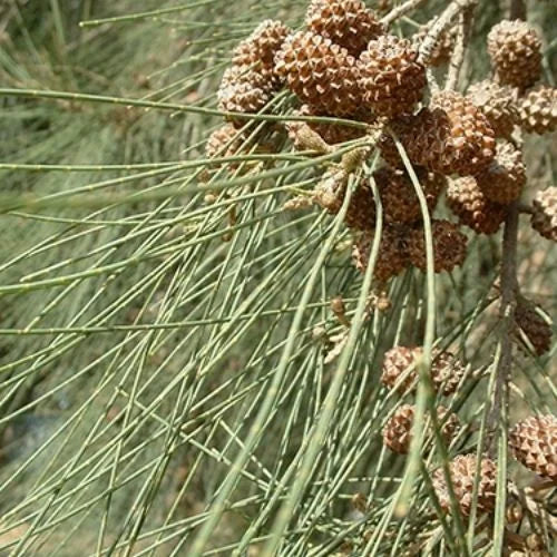 Casuarina Savukku Seed - Branzia Herbs