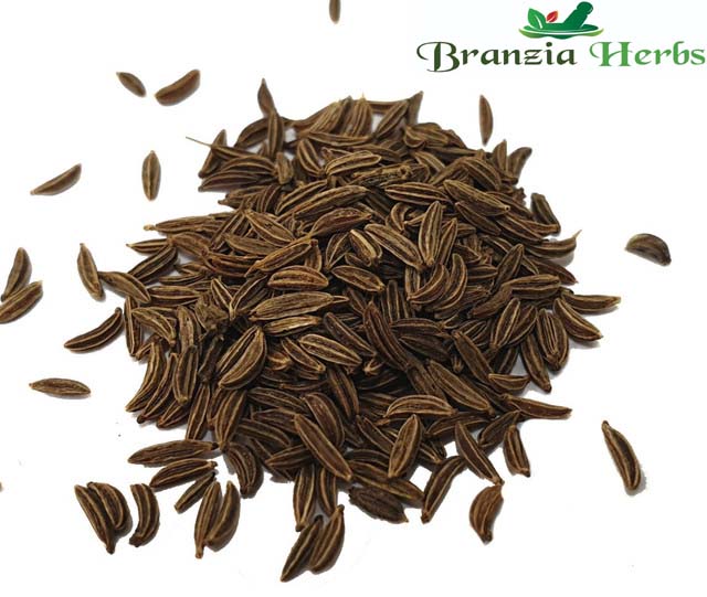 Caraway Seeds Organic Wholesale - Branzia Herbs