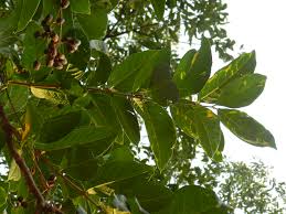 Lagerstroemia Lanceolata (Ben Teak) Tree Seeds - Branzia Herbs