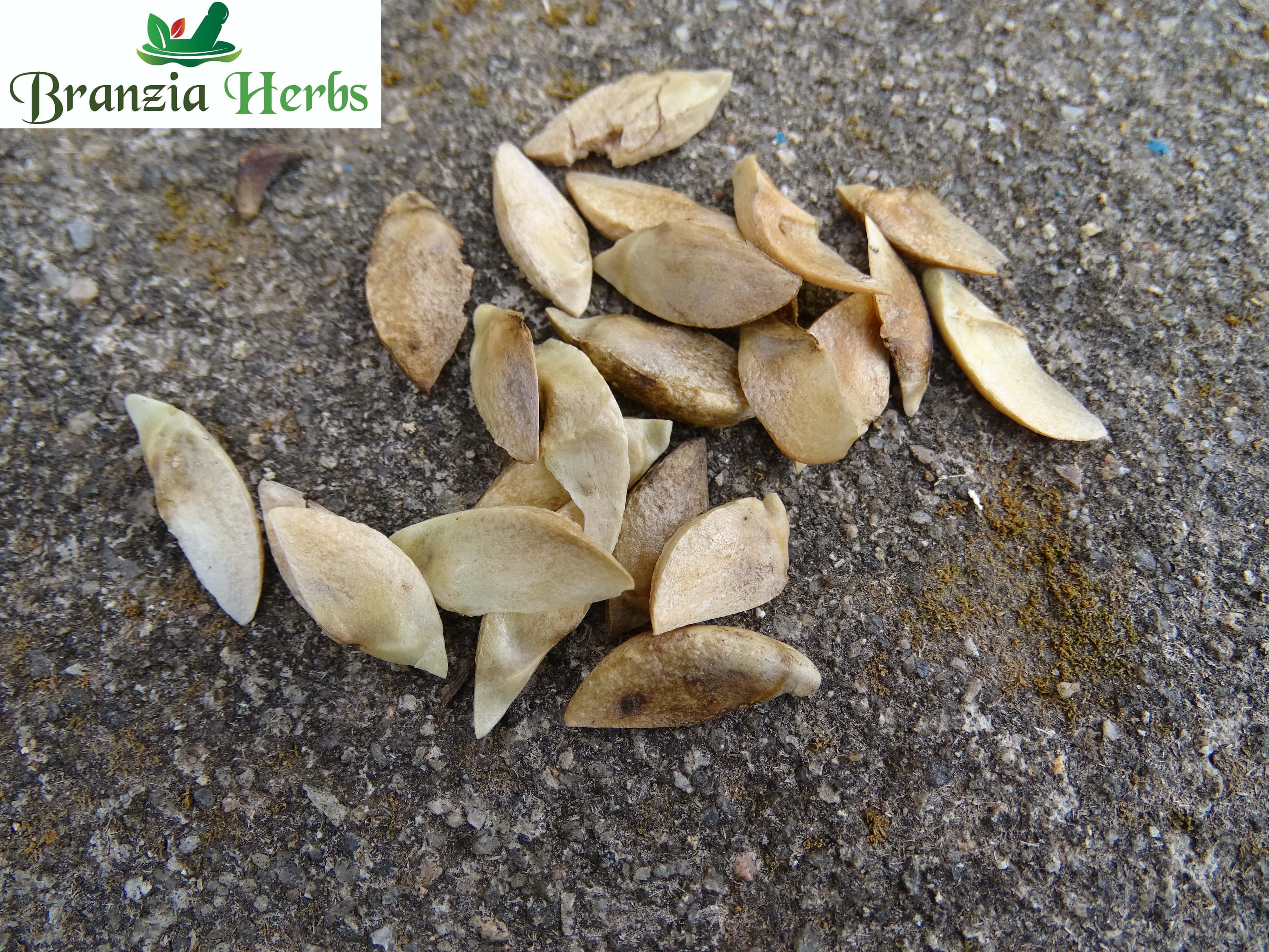 Lagerstroemia Lanceolata (Ben Teak) Tree Seeds - Branzia Herbs