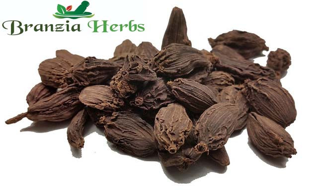 Cardamom Pods Black Wholesale - Branzia Herbs