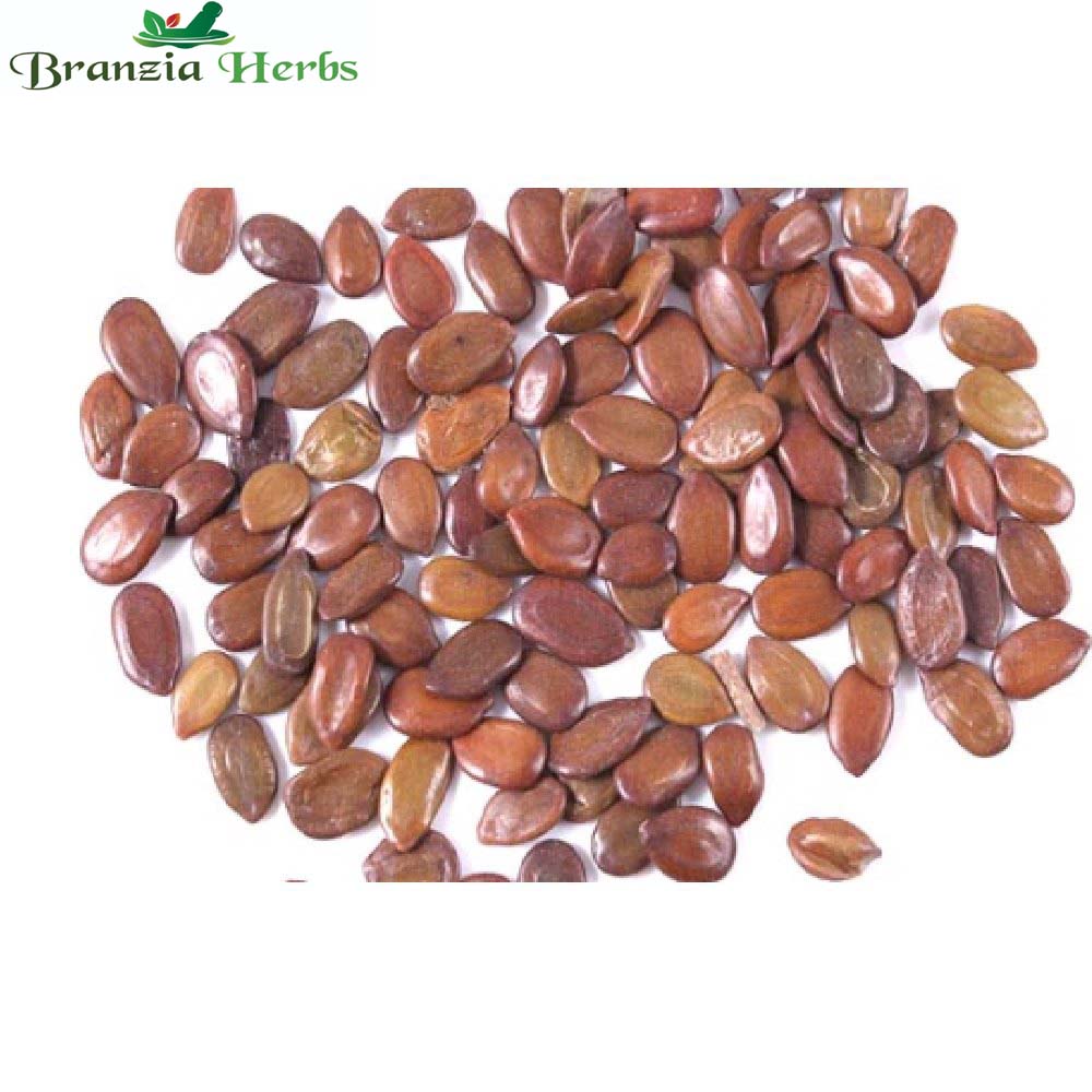 Mimusops Elengi Tree Seed - Branzia Herbs