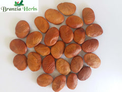 Pongamia Pinnata (Pungam) Tree Seeds - Branzia Herbs