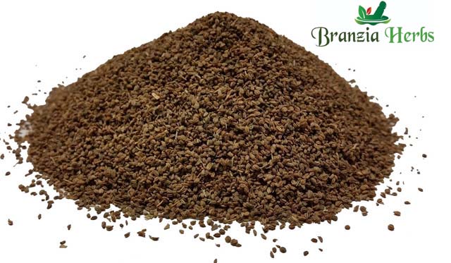 Celery Seeds Wholesale - Branzia Herbs