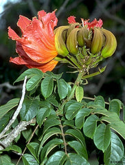 Spathodea Campanulata – African Tulip Tree Seed - Branzia Herbs