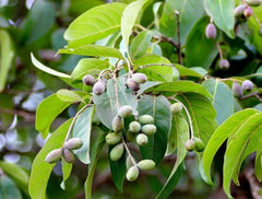 Terminalia Chebula Tree Seeds - Branzia Herbs