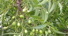 Vembu / Neem Tree Seed / Vepa Mara Seeds - Branzia Herbs