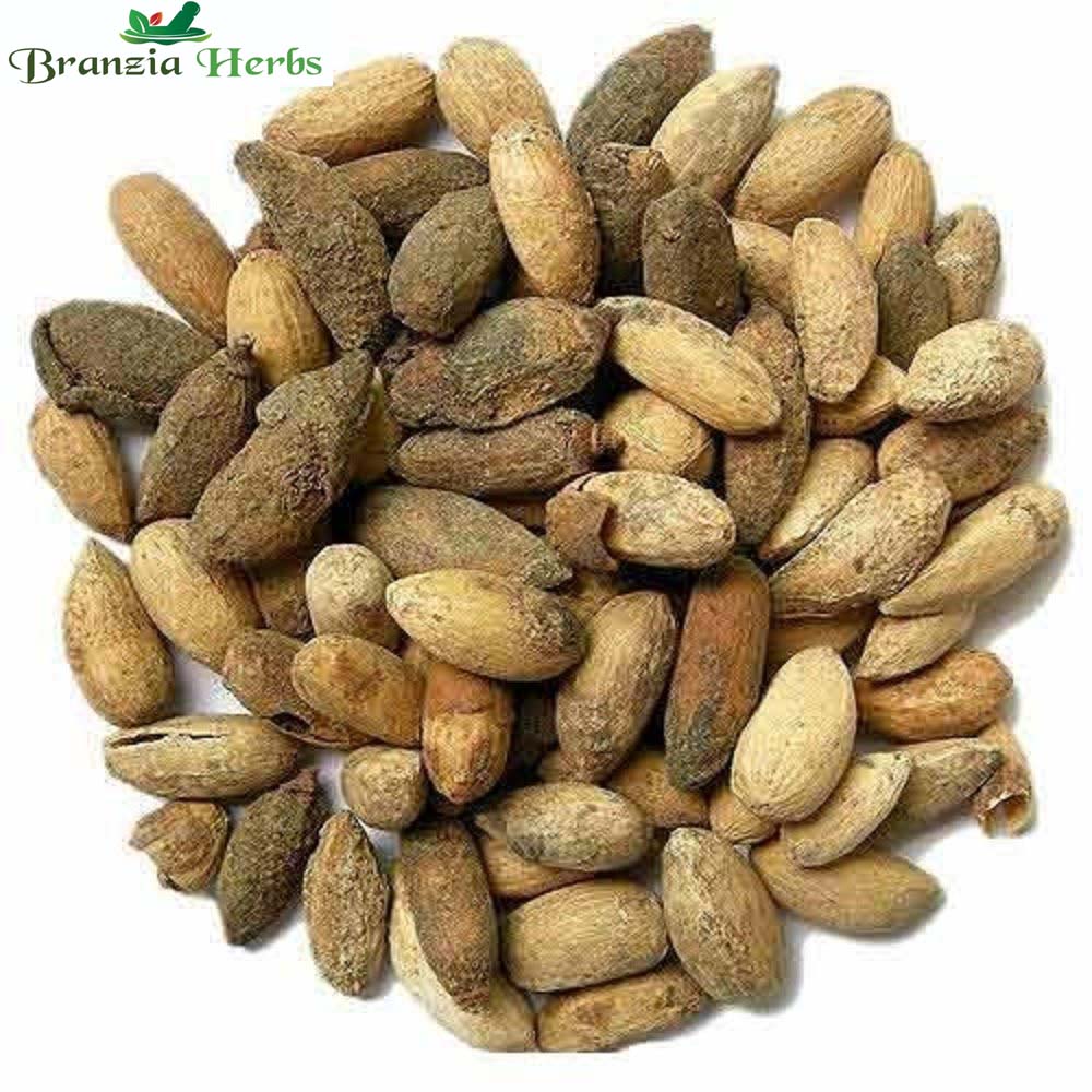 Vembu / Neem Tree Seed / Vepa Mara Seeds - Branzia Herbs