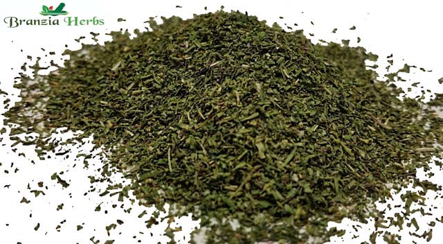 Coriander Leaf Wholesale - Branzia Herbs