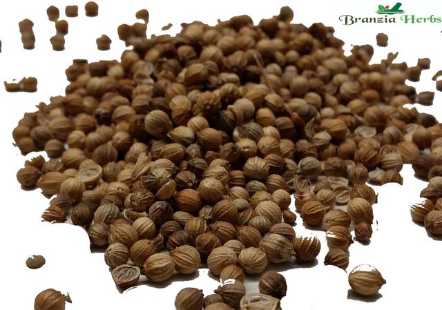 Coriander Seeds Wholesale - Branzia Herbs