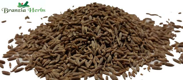 Cumin Seeds Wholesale - Branzia Herbs