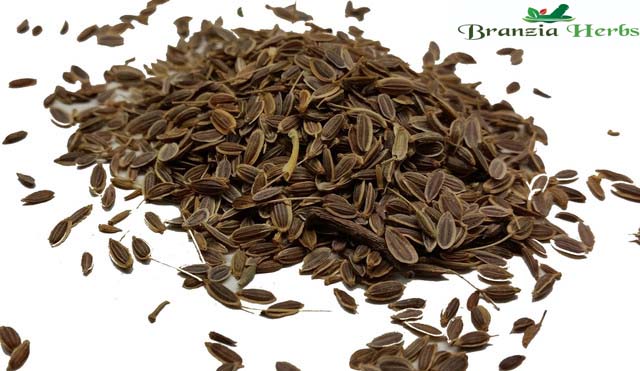 Dill Seeds Wholesale