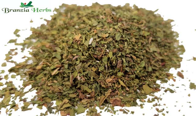 Epazote Wholesale - Branzia Herbs