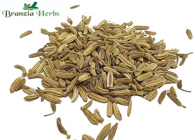 Fennel Seeds Organic Wholesale - Branzia Herbs