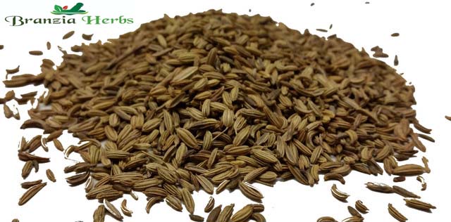 Fennel Seeds Wholesale - Branzia Herbs