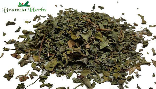 Fenugreek Leaves Wholesale - Branzia Herbs