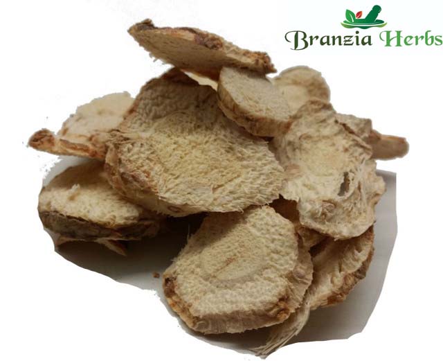 Galangal Freeze Dried Slices Wholesale - Branzia Herbs