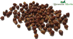 Grains of Paradise - Melegueta Pepper Wholesale - Branzia Herbs