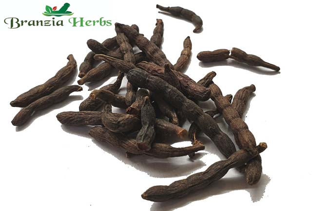 Grains of Selim Pepper Wholesale - Branzia Herbs