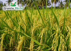 Pusa Basmati Rice Seeds | Heirloom Long Grain Aromatic Paddy for Planting