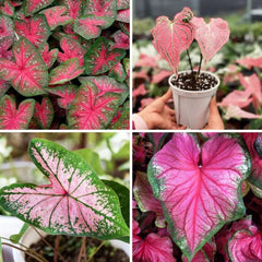 "Caladium Pink Cloud Leaf Imported Bulb " - Branzia Herbs