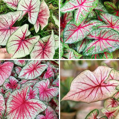 "Caladium Bleeding Heart Leaf Imported Bulb " - Branzia Herbs