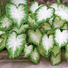 "Caladium Aaron Color Leaf Imported Bulb " - Branzia Herbs