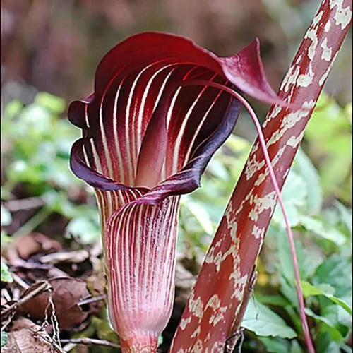 "Snake Lily | Arisaema Lily Flower Bulb " - Branzia Herbs