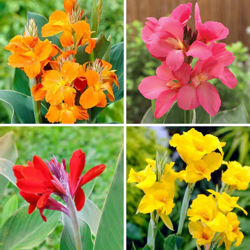 "Canna Lily Mix Color Flower Bulb " - Branzia Herbs