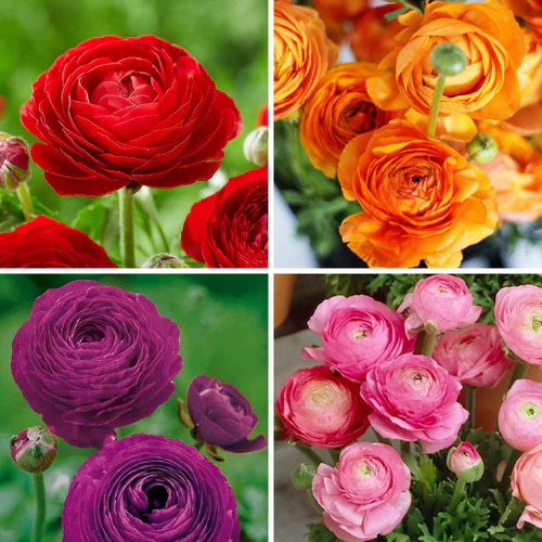 "Ranunculus Mix Color Flower Bulb " - Branzia Herbs