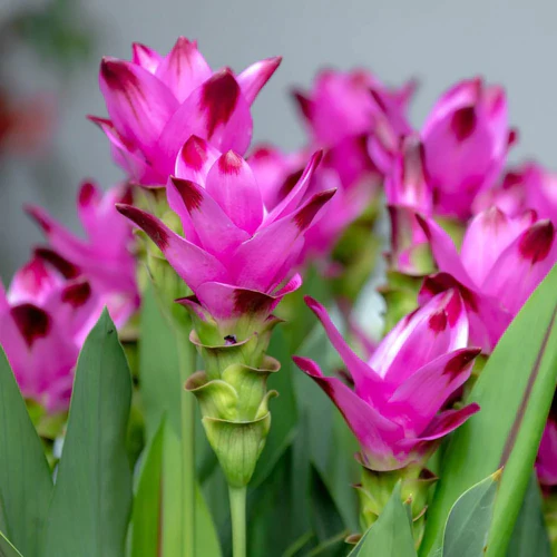 "Curcuma Pink Color Flower Bulb " - Branzia Herbs